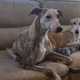 Creole - Red brindle female Whippet puppy in Lenoir City, Tennessee from Equiss Whippets