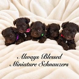 Miniature Schnauzer puppies from Always Blessed Miniature Schnauzers