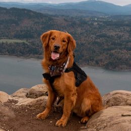 Scout - Golden Retriever