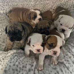Bulldog Puppies from Semper Fi Bulldogs