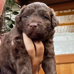Girl 3 - Aussiedoodle puppy in Lane County, Oregon from Aussiedoodles of Oregon