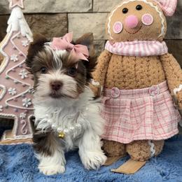 Macie - Chocolate, tan and white female Yorkshire Terrier puppy in Parkersburg, West Virginia from Chocolate Diamonds in the RUFF