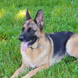 German Shepherds from Cheryl Martin