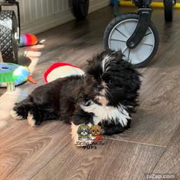 Dexter - Black and white male Shih Tzu puppy in Walkertown, North Carolina from Lil’ Bit’s Shih Tzu