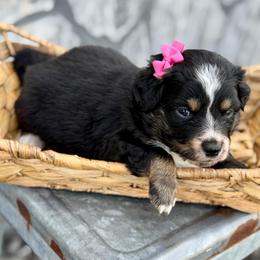 Dark pink - Black tri female Miniature Australian Shepherd puppy in 32046, Florida from River Hill Ranch