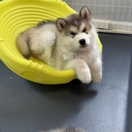 Alaskan Malamute Puppies from Alpenglow Alaskan Malamutes