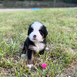 Pink Girl - Black rust and white female Bernese Mountain Dog puppy in Blacksburg, Virginia from Blacksburg Berners