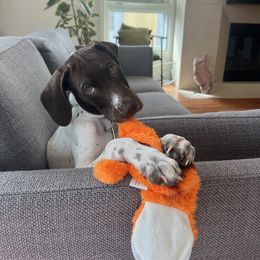Elvis - Liver and white German Shorthaired Pointer puppy in Corcoran, California from Hidden Valley Kennels
