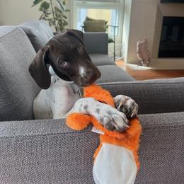 Elvis - Liver and white German Shorthaired Pointer puppy in Corcoran, California from Hidden Valley Kennels