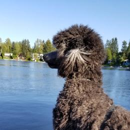 Poodle All Grown Up from Birch Creek Standard Poodles