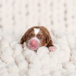Australian Labradoodle Puppies from Swinging Gate Labradoodles