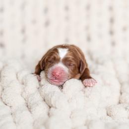 Australian Labradoodle Puppies from Swinging Gate Labradoodles