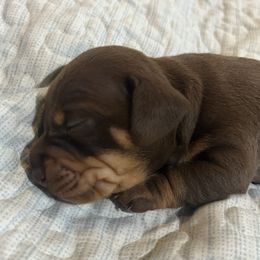 Dachshund and Poodle Puppies from Arkansas Standard Poodles & Dachshunds