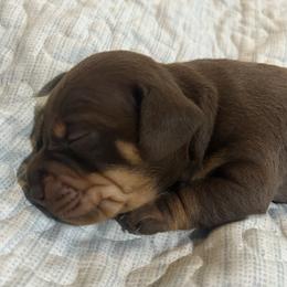 Dachshund and Poodle Puppies from Arkansas Standard Poodles & Dachshunds