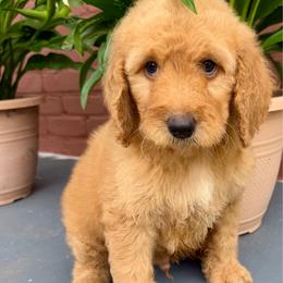 Robin - Red  male Goldendoodle puppy in Pensacola, Florida from Goldendoodles Love You in Pensacola Friend Edition