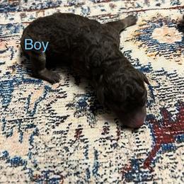 Brown phantom - male Australian Mountain Doodle puppy in Blue Springs, Missouri from Jeanie’s Doodles