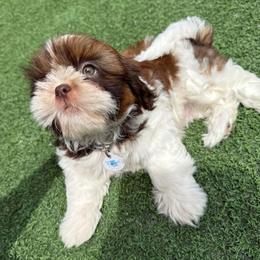 Ricky Ricardo -AKC Champion Bloodline - Red and white male Shih Tzu puppy in Long Beach, California from Prieto Shih-Tzu's