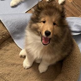 Tank - Sable and white male Shetland Sheepdog puppy in San Antonio, Texas from Stone Oak Shelties