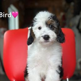 Bird - Black tri-color female Aussiedoodle puppy in Lancaster, Minnesota from Finney Ranch