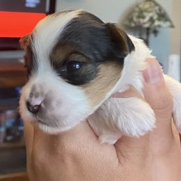 TBD - Parti Yorkshire Terrier puppy in Raytown, Missouri from The Yorkie Playpen