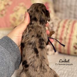 Locket purple collar - Chocolate female Cavapoo puppy in Beckley, West Virginia from By Design Doodles