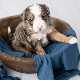 Coco - Tri-color male Bernedoodle puppy in Lititz, Pennsylvania from Sleepy Hollow Acres