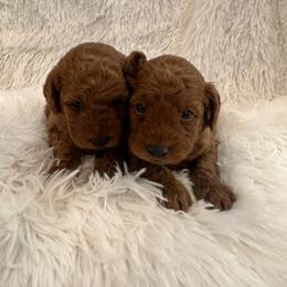 Labradoodle Puppies from Revasdoodles