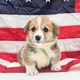 Leafeon - Red male Pembroke Welsh Corgi puppy in Kiowa, Colorado from Cool Water Corgis LLC