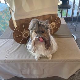 Loki - Biewer Terrier