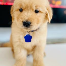 Golden Retrievers from Tsillan Goldens