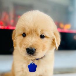 Golden Retrievers from Tsillan Goldens