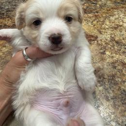 Boy 2-Brown - white and lemon male Companion Cross puppy in Greenfield, Indiana from Thompson's Prairie Pride