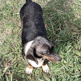Ethyl - Dachshund