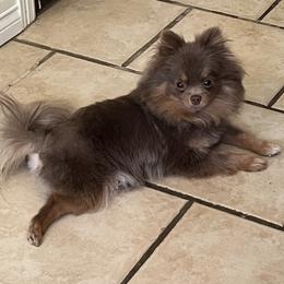 Pomeranian Puppies from Hummingbird & Fox