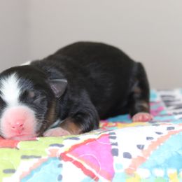 Miniature Australian Shepherd Puppies from Diamond D Mini Aussies