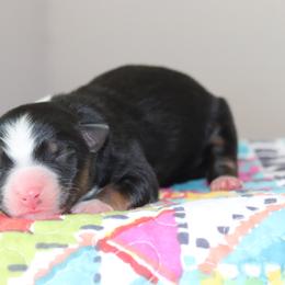Miniature Australian Shepherd Puppies from Diamond D Mini Aussies