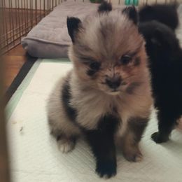 Boy 4 - male Pomsky puppy in Pinconning, Michigan from Pinny Pomskies