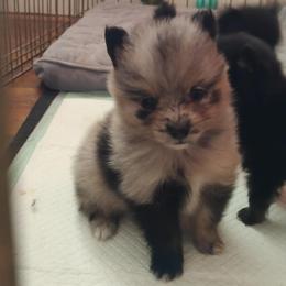 Boy 4 - male Pomsky puppy in Pinconning, Michigan from Pinny Pomskies