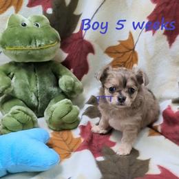 LC Fawn Merle - Black sabled fawn male Chihuahua puppy in Medina, Ohio from T Tiny Treasures