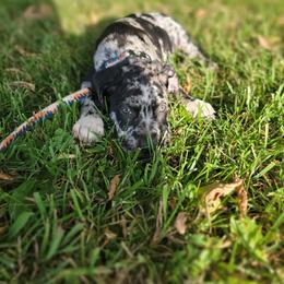 Catahoula Leopard Dog Puppies from Peach Tree Catahoulas