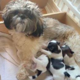 Shih Tzu puppies from Phoenix Shih Tzu