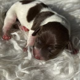 Female 4 - Piebald female Dachshund puppy in El Campo, Texas from Creamer Creek Kennel
