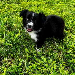 Annie - Black & white female Miniature Australian Shepherd puppy in Mount Carmel, Tennessee from Hill Top Mini Aussies