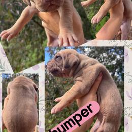 Thumper - Silver female Great Dane puppy in Wellsville, New York from Prophecy Danes