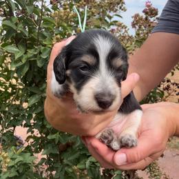 Tinker - Piebald female Dachshund puppy in Ramona, Oklahoma from Schmitt Dachshunds