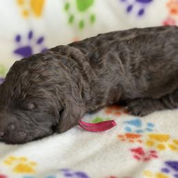 Mimosa - Brown female Poodle puppy in Troy, Alabama from Redmond Rose Kennel