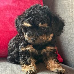 Rolex - Phantom male Poodle puppy in Taylorsville, North Carolina from SilverLining highlands and hounds