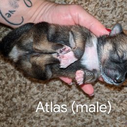 Pomsky Puppies from Paw-lenty of Pomskies