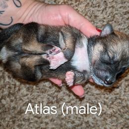 Pomsky Puppies from Paw-lenty of Pomskies