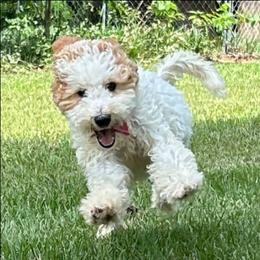 Cupid - Parti male Goldendoodle puppy in Pittsburg, Texas from Grace Springs Goldendoodles